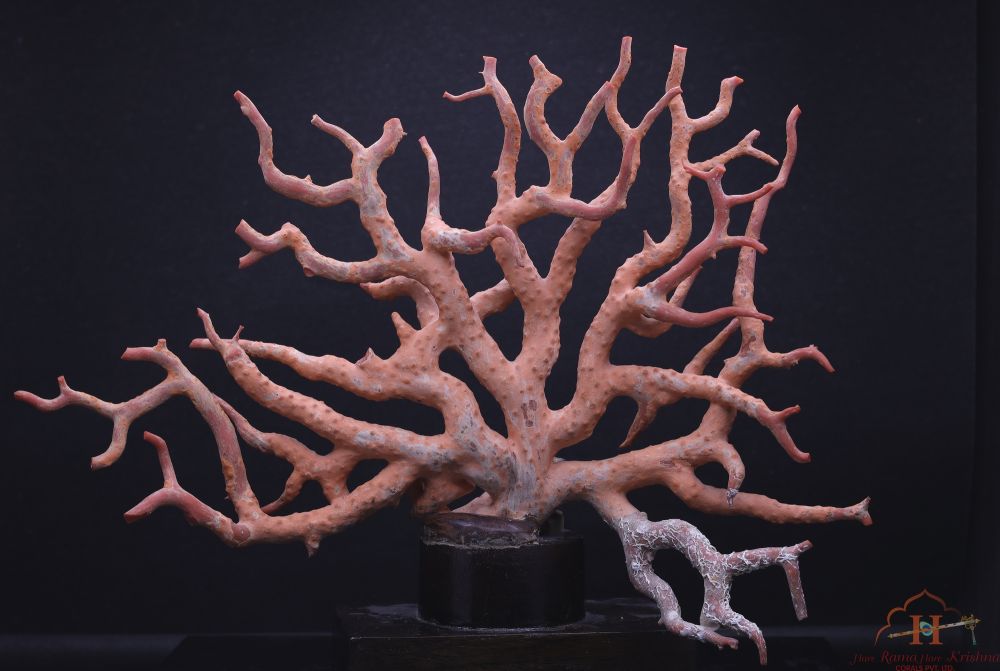 Coral Tree Show Pieces