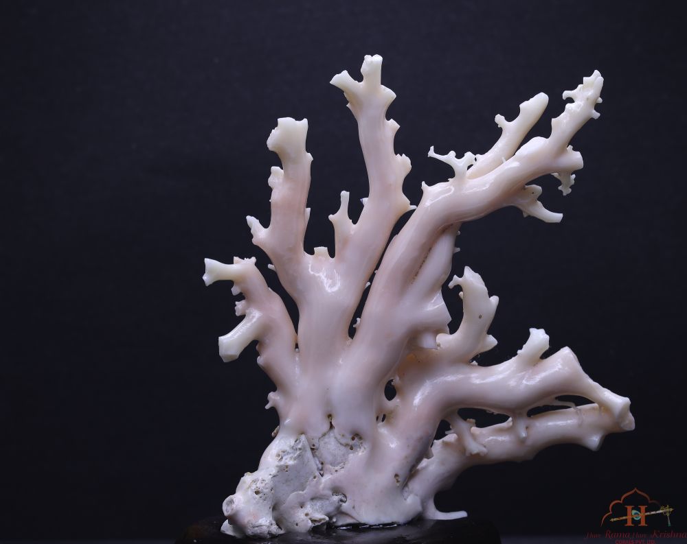 White Coral